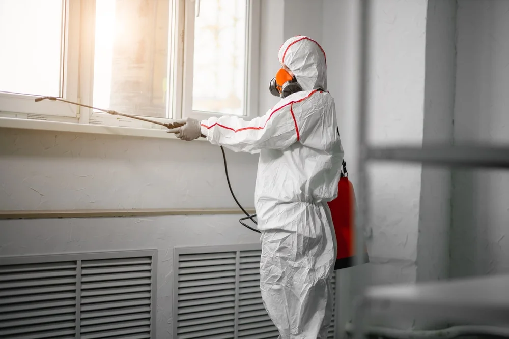 Professional mold remediation services in Walpole, MA